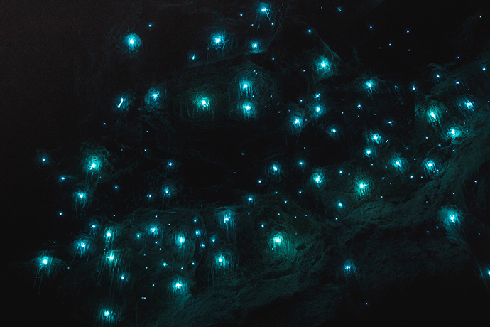 黄金海岸萤火虫夜游观赏蓝光萤火虫